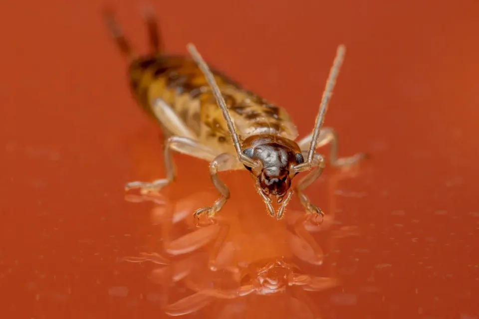 Earwig — Pest Control
