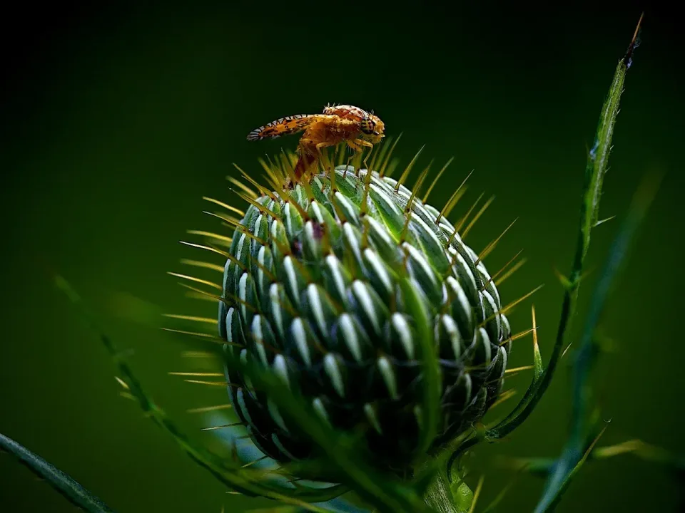 Fruit Fly — Pest Control Fruit Fly — Pest Control